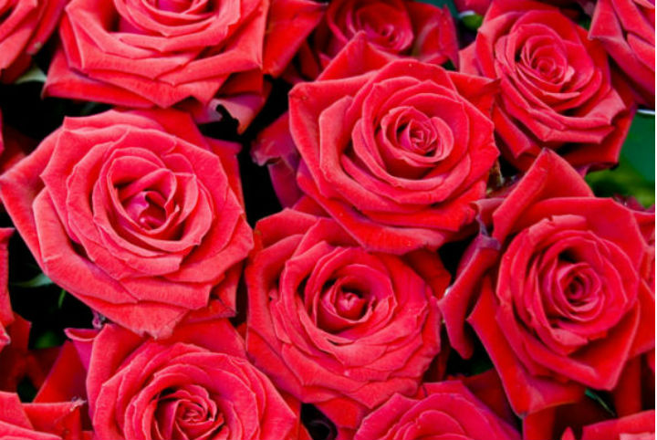 七夕告白信，請簽收