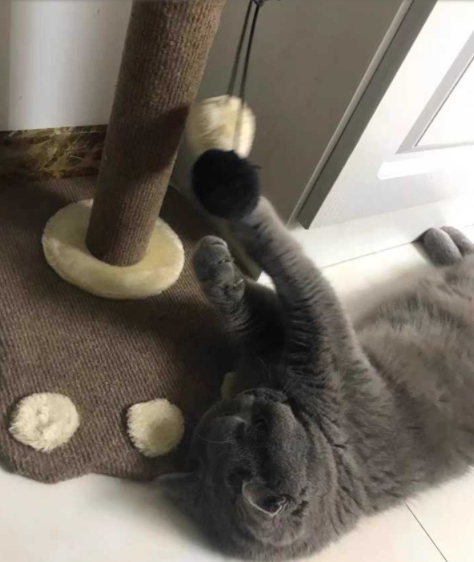 沙發(fā)維修市場：貓咪抓窗簾和沙發(fā)，有哪些值得推薦的沙發(fā)養(yǎng)護方法?