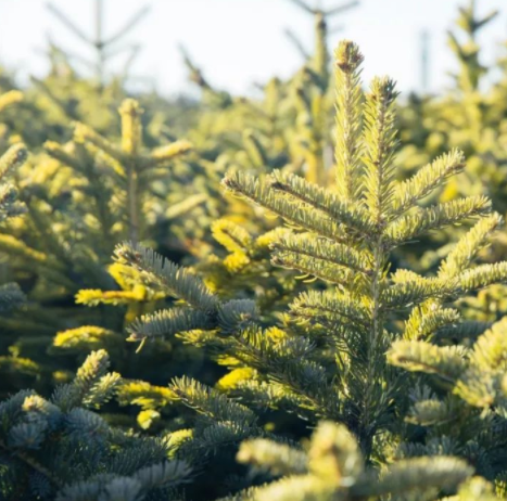 木材加工市場(chǎng)：松木VS柏木，木材界最激烈對(duì)決！