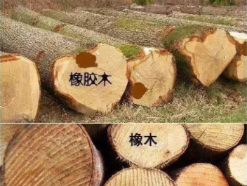 橡膠木和橡木的區(qū)別：橡木和橡膠木是一樣的嗎？如何鑒別它們呢？