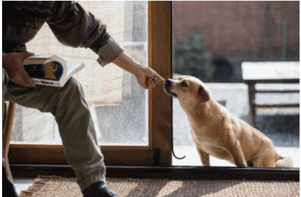 智能家裝流程：家裝設(shè)計(jì)時(shí)，有哪些適合「養(yǎng)寵家庭」的家居設(shè)計(jì)巧思？